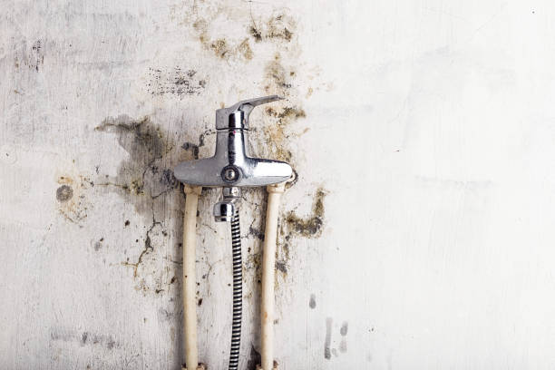 Best Post-Flood Mold Remediation in Tuscarawas, OH