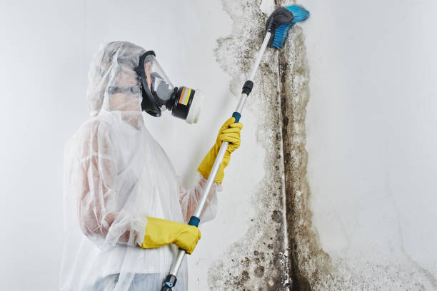 Best Commercial Mold Remediation in Tuscarawas, OH